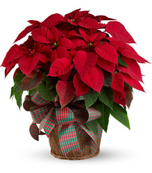 Large Red Poinsettia from Boulevard Florist Wholesale Market